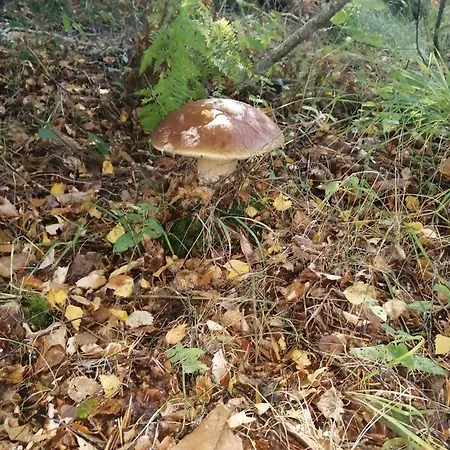 La Longère - Et Table D'hôtes Alpuech