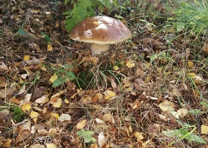 La Longere - Chambres Et Table D'Hotes Lacalm
