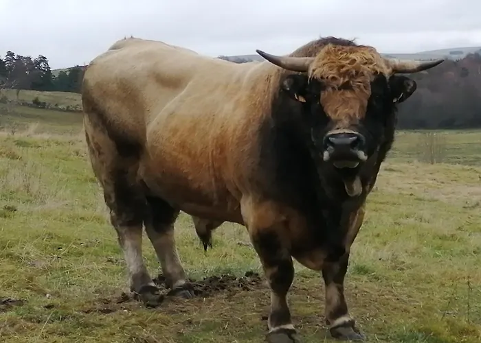 La Longere - Chambres Et Table D'Hotes 게스트하우스 Lacalm