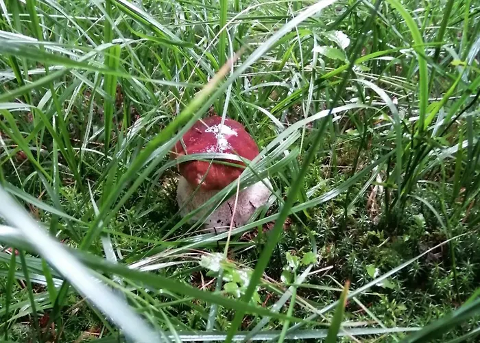 La Longere - Chambres Et Table D'Hotes 게스트하우스 Lacalm