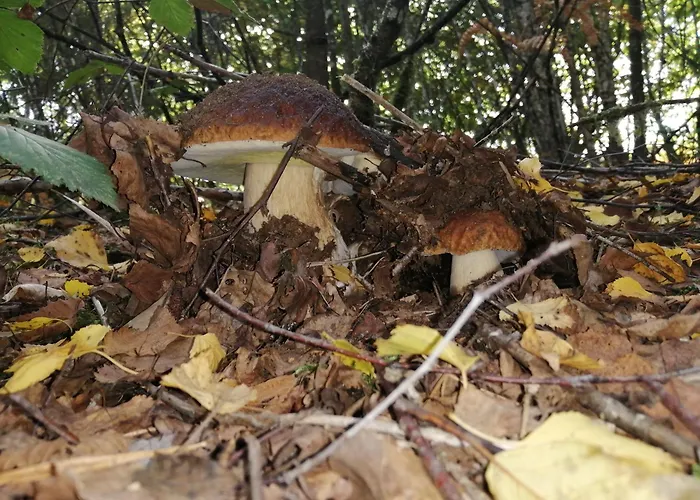 La Longere - Chambres Et Table D'Hotes Lacalm